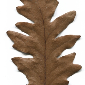 Photographie n°52109 du taxon Quercus cerris L. [1753]