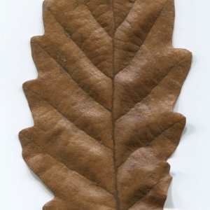 Photographie n°52111 du taxon Quercus cerris L. [1753]