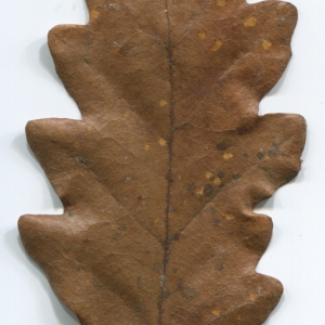 Photographie n°52112 du taxon Quercus cerris L. [1753]