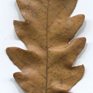 Photographie n°52113 du taxon Quercus cerris L. [1753]