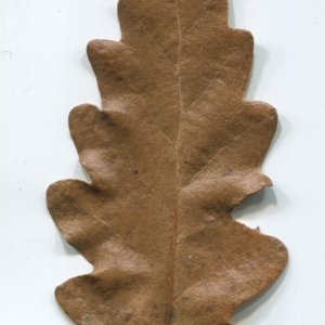 Photographie n°52114 du taxon Quercus cerris L. [1753]