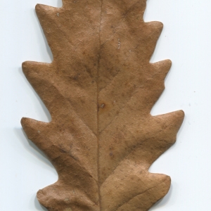 Photographie n°52115 du taxon Quercus cerris L. [1753]