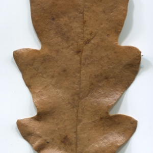 Photographie n°52116 du taxon Quercus cerris L. [1753]