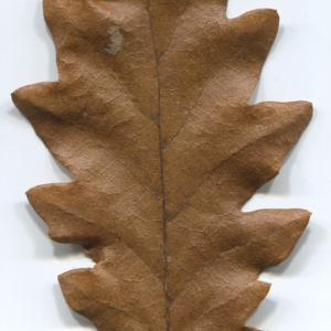 Photographie n°52117 du taxon Quercus cerris L. [1753]