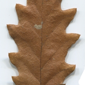 Photographie n°52119 du taxon Quercus cerris L. [1753]