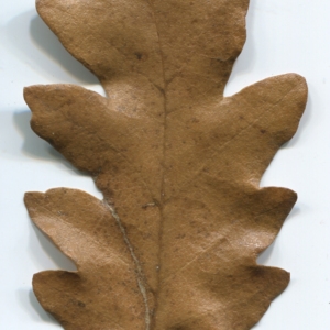 Photographie n°52121 du taxon Quercus cerris L. [1753]