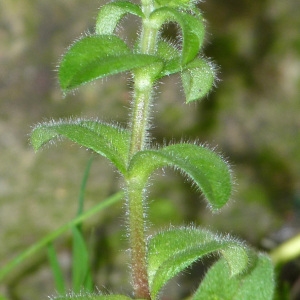 Photographie n°52138 du taxon Cerastium glomeratum Thuill. [1799]