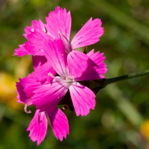 Photographie n°52140 du taxon Dianthus carthusianorum L. [1753]