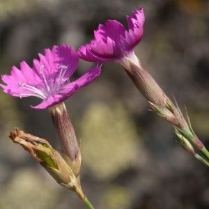 Photographie n°52145 du taxon Dianthus graniticus Jord. [1849]