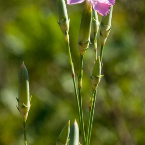 Photographie n°52157 du taxon Dianthus godronianus Jord. [1851]