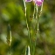  Jean-Jacques Houdré - Dianthus godronianus Jord. [1851]