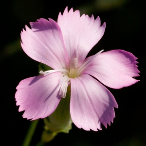 Photographie n°52158 du taxon Dianthus godronianus Jord. [1851]