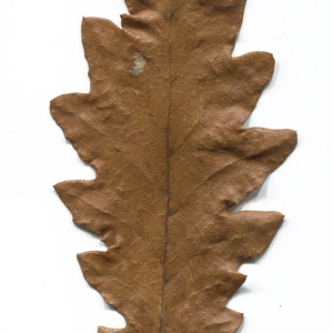 Photographie n°52175 du taxon Quercus cerris L. [1753]