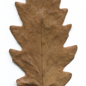 Photographie n°52177 du taxon Quercus cerris L. [1753]