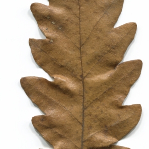 Photographie n°52178 du taxon Quercus cerris L. [1753]