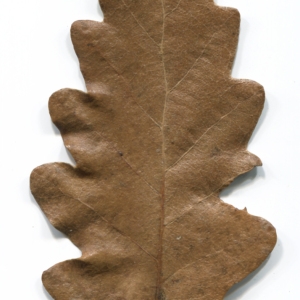 Photographie n°52179 du taxon Quercus cerris L. [1753]