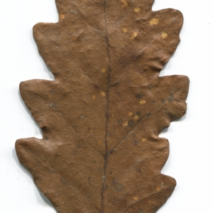 Photographie n°52181 du taxon Quercus cerris L. [1753]