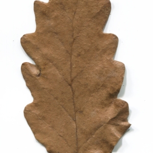 Photographie n°52182 du taxon Quercus cerris L. [1753]