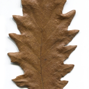Photographie n°52187 du taxon Quercus cerris L. [1753]