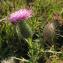  Claire Felloni - Cirsium vulgare subsp. vulgare