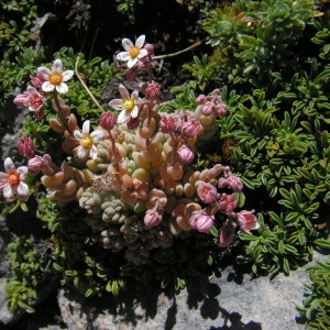 Photographie n°52195 du taxon Sedum dasyphyllum L. [1753]