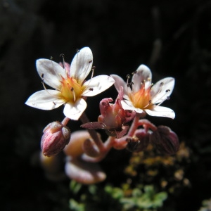 Photographie n°52196 du taxon Sedum dasyphyllum L. [1753]