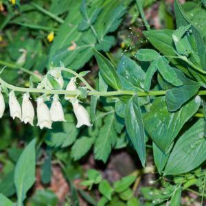 Photographie n°52237 du taxon Digitalis grandiflora Mill. [1768]