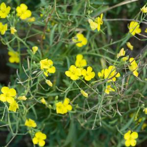 Photographie n°52240 du taxon Diplotaxis tenuifolia (L.) DC. [1821]