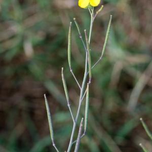 Photographie n°52241 du taxon Diplotaxis tenuifolia (L.) DC. [1821]