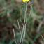  Jean-Jacques Houdré - Diplotaxis tenuifolia (L.) DC. [1821]