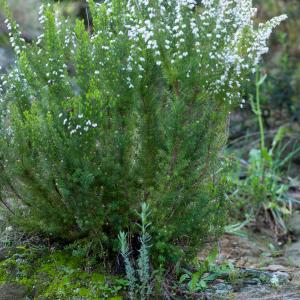 Photographie n°52255 du taxon Erica arborea L. [1753]