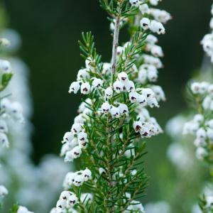 Photographie n°52256 du taxon Erica arborea L. [1753]