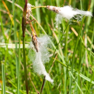 Photographie n°52263 du taxon Eriophorum angustifolium Honck. [1782]