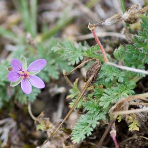 Photographie n°52269 du taxon Erodium cicutarium (L.) L'Hér.