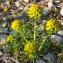  Jean-Jacques Houdré - Euphorbia cyparissias L. [1753]