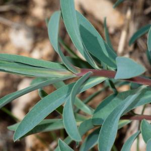 Photographie n°52283 du taxon Euphorbia nicaeensis All. [1785]