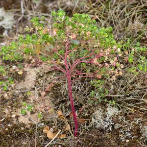 Photographie n°52287 du taxon Euphorbia segetalis subsp. portlandica (L.) Litard.