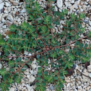 Photographie n°52289 du taxon Euphorbia prostrata Aiton