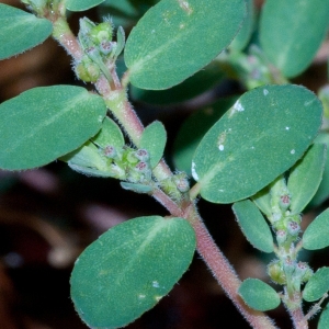 Photographie n°52290 du taxon Euphorbia prostrata Aiton