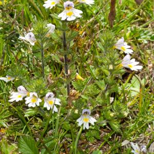 Photographie n°52306 du taxon Euphrasia hirtella Jord. ex Reut. [1856]