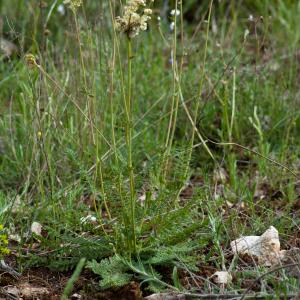 Photographie n°52316 du taxon Filipendula vulgaris Moench [1794]