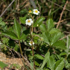 Photographie n°52318 du taxon Fragaria vesca L. [1753]