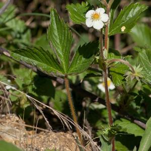 Photographie n°52319 du taxon Fragaria vesca L. [1753]