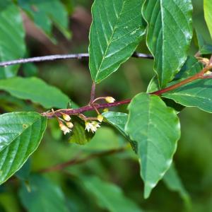 Frangula dodonei Ard. subsp. dodonei (Bourdaine)