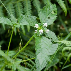 Photographie n°52331 du taxon Galeopsis segetum Neck. [1770]