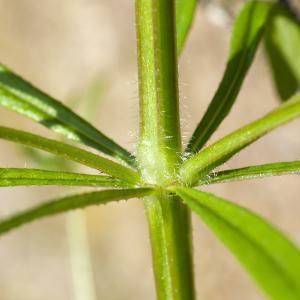  - Galium aparine subsp. aparine