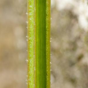  - Galium aparine subsp. aparine