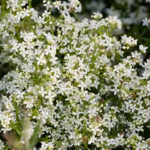 Photographie n°52340 du taxon Galium saxatile L. [1753]