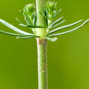 Photographie n°52343 du taxon Galium verum L. [1753]