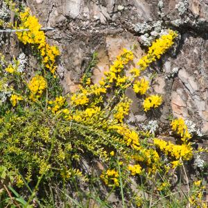 Photographie n°52344 du taxon Genista pilosa L. [1753]